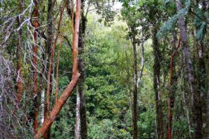 Parcelas De 5.000M2 Con Bosque Nativo En Borde Costero