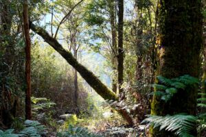 Parcelas De 5.000M2 Con Bosque Nativo En Borde Costero