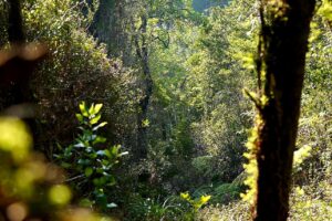 Parcelas De 5.000M2 Con Bosque Nativo En Borde Costero